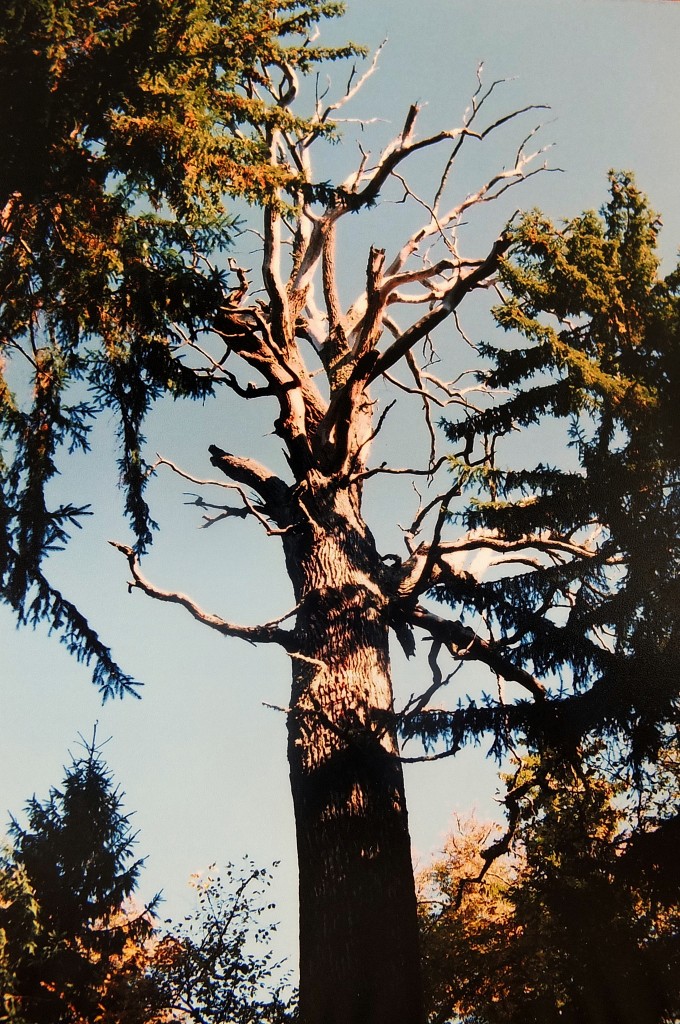 Na zdjęciu dąb bartny, ponoć najstarsze drzewo w Puszczy Białowieskiej. Fotografia analogowa wykonana została w 2005 roku. Autor: Adam Rydzewski dab bartny
